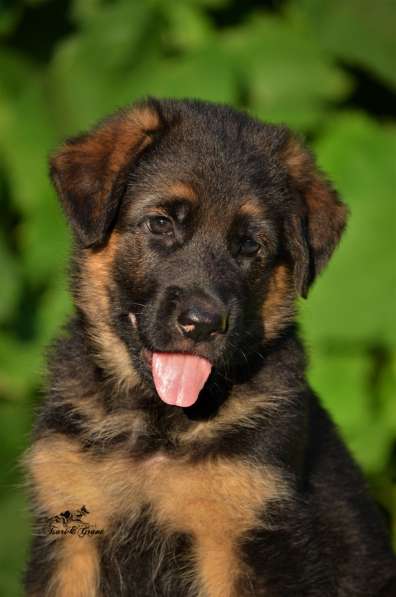 Немецкая овчарка в фото 29