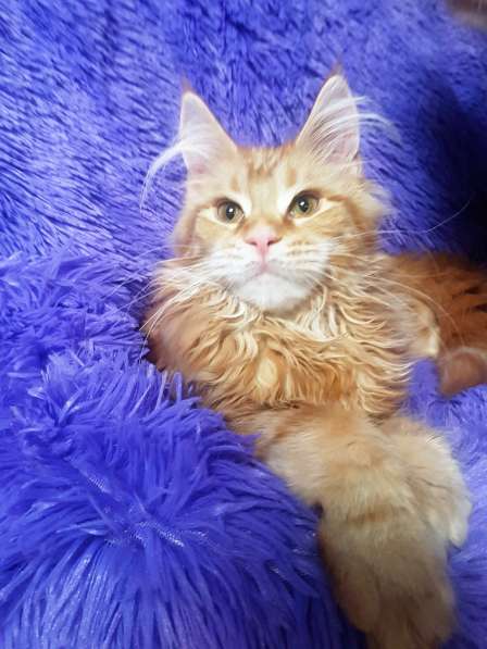 Красотка кремового солидного окраса из питомника Arktur в Тюмени фото 31