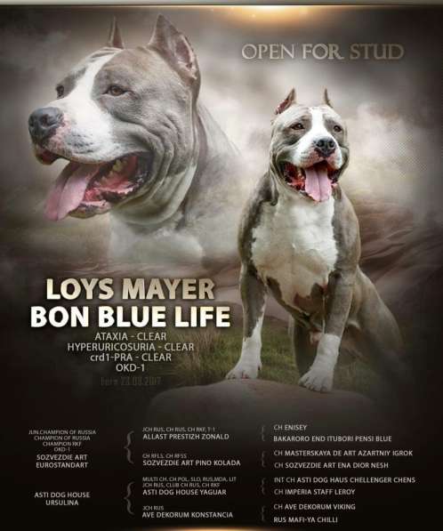 Щенки Амстаффа 4 месяца ркф в Москве фото 3