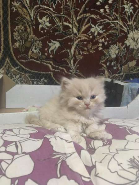 Персидские котята в Краснодаре фото 4