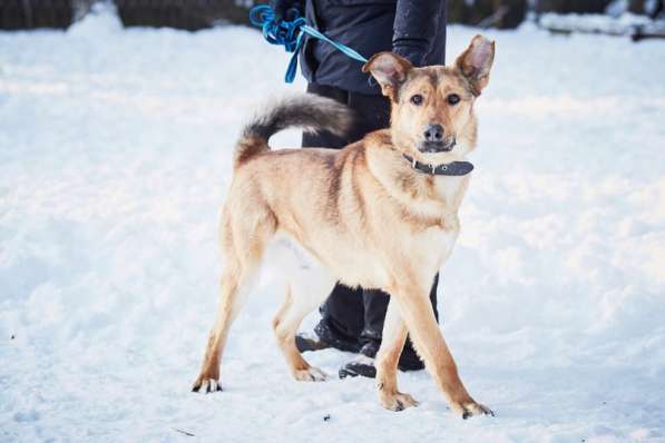 Хороший рыжий пес, лучший друг человека в Санкт-Петербурге фото 37