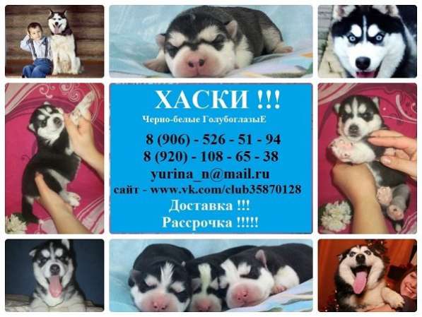 Черно-белые малыши хаски