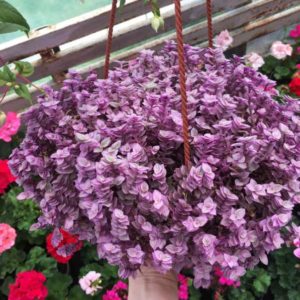 Продам цветы разных сортов в Белореченске фото 19