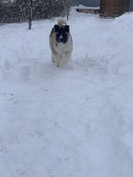 Акита в Ростове-на-Дону фото 92