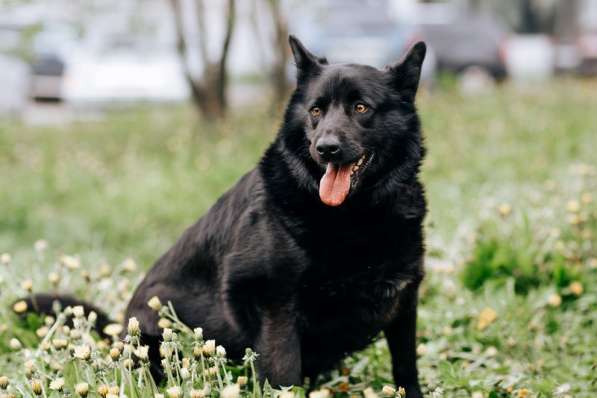Чак - идеальная собака для любой семьи! в Москве фото 3
