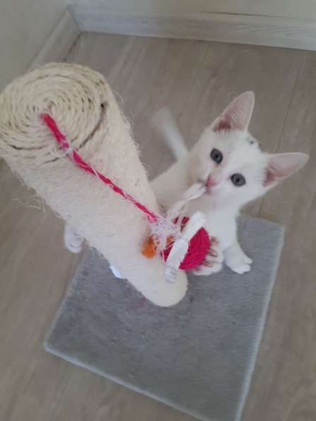 В добрые руки в Саратове фото 14