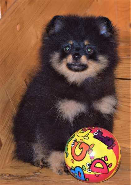 Красавчик в Москве фото 13