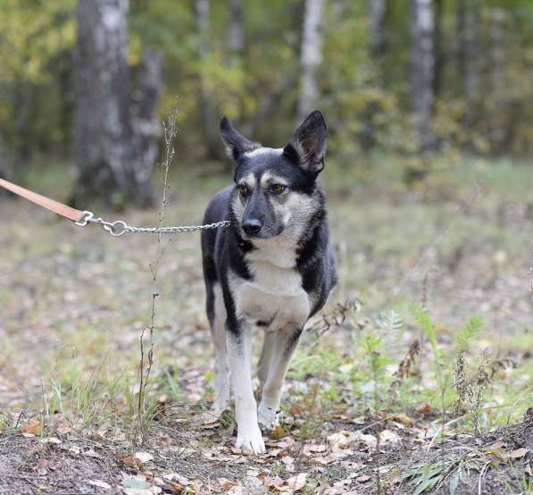 Лея - маленькая добрая собака ищет постоянный дом! в Москве фото 3