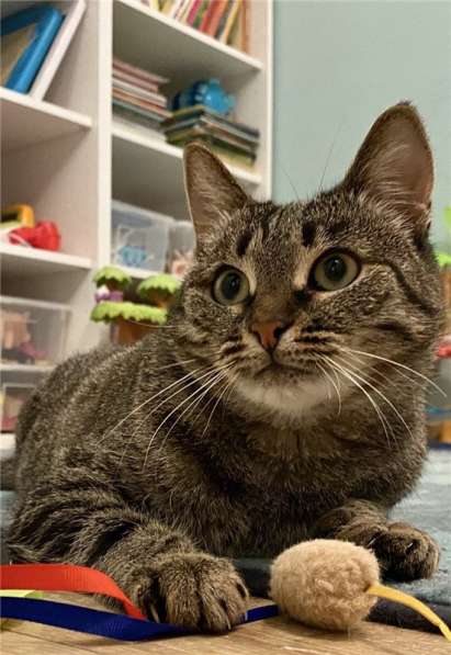 Киска Ириска ищет семью в Москве фото 9