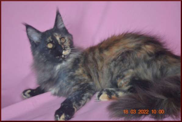 Роскошный черный котик мейн-кун из питомника в Астрахани фото 68