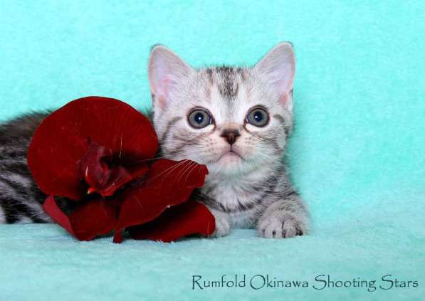 Американская короткошерстная кошка в Жуковском фото 3