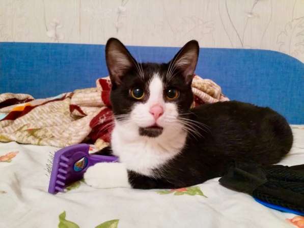 Яркая личность котик Кузя ищет дом в Москве фото 9