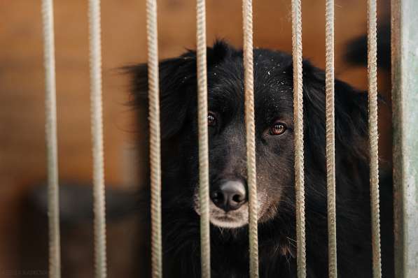 Весёлая, ласковая Чукча ищет семью в Москве фото 62