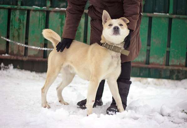 Отличный охранник, молодой домашний пес Алекс в добрые руки в Москве фото 5