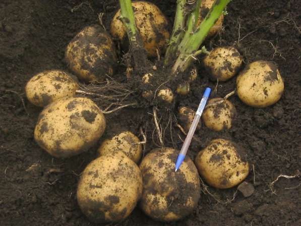 Коллекция самых урожайных сортов картофеля в фото 3