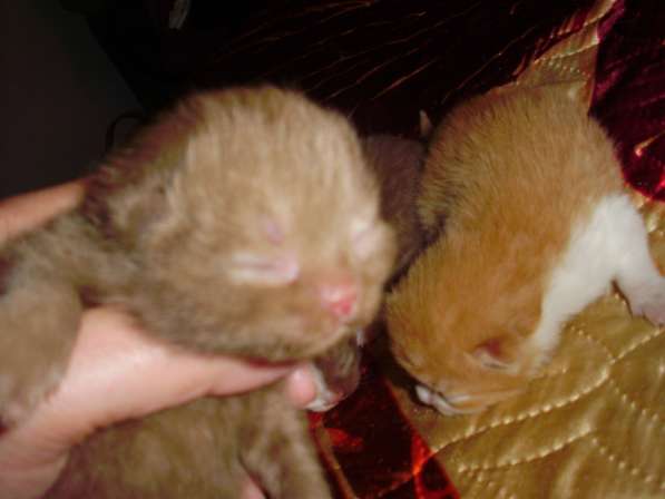 Британский котенок в Краснодаре фото 18