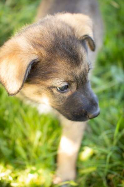 Маленькие щенки мечтают обрести дом!!! в Москве