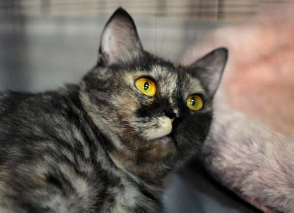 Благородная Янна ищет друга в Москве фото 4