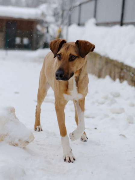 Ищу Дом для Скуби Ду в Москве фото 7