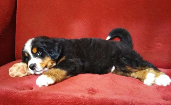 Щенки бернского зенненхунда в Москве фото 7