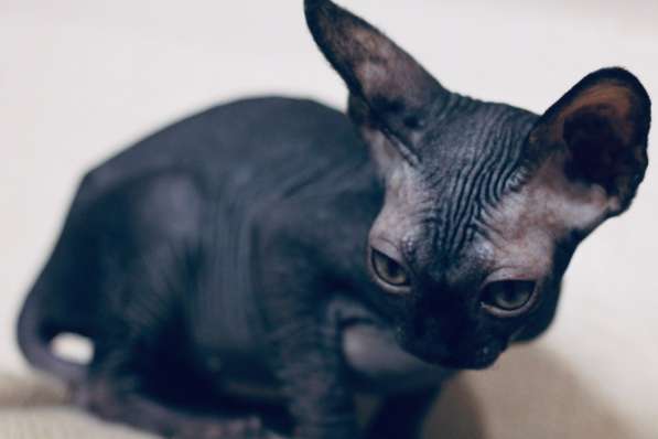 Канадский сфинкс в Санкт-Петербурге фото 3