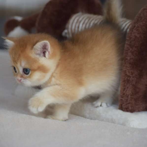 Продается золотистый котенок британской шиншиллы в фото 6