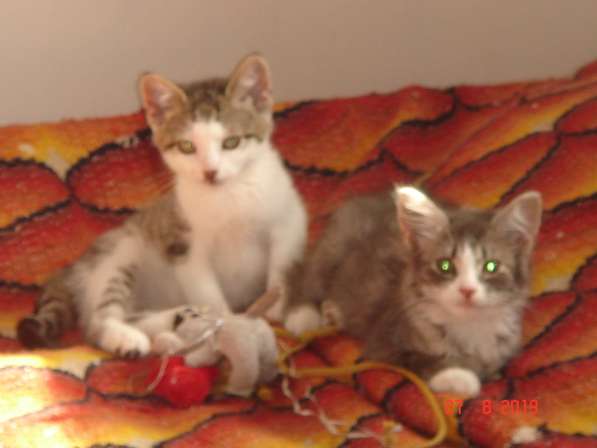 Отдам котят в хорошие руки в фото 3