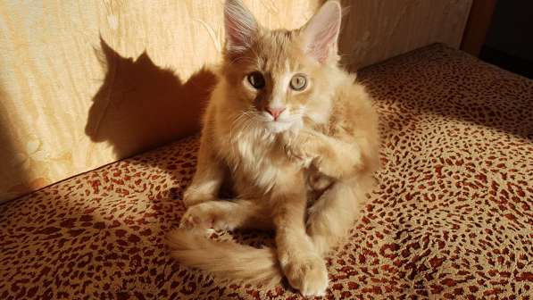 Продаётся красная девочка мейн-кун в Санкт-Петербурге фото 45