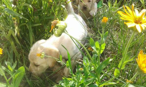 Плановые породистые щенки лабрадора, дети чемпиона Украины в фото 5