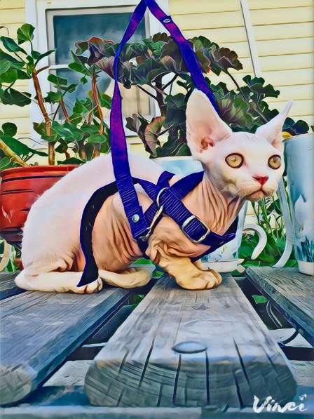 Devon Rex в Санкт-Петербурге фото 3