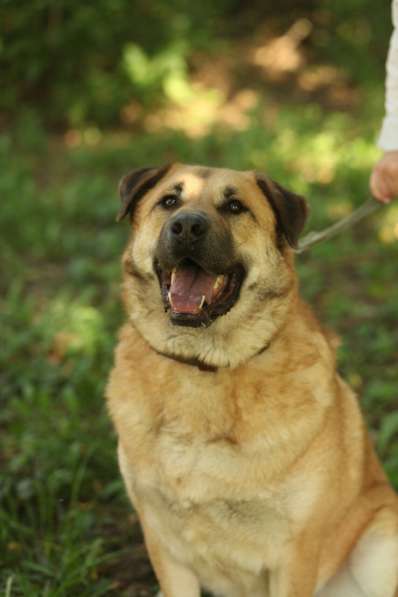 Кохинор ищет семью в Москве фото 61