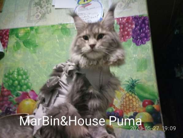 Крупные котятамейн кун купить в Луганске в фото 4