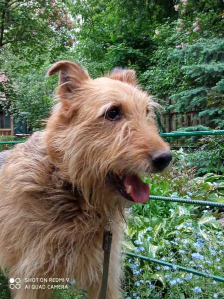 Мухтар ищет семью в Москве фото 23