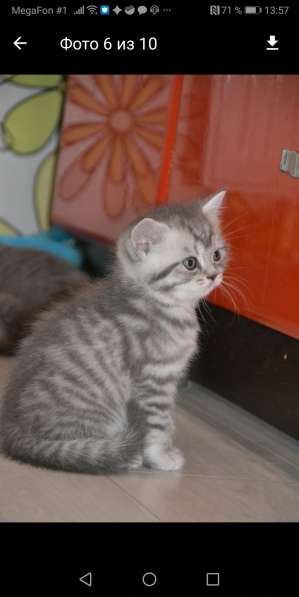 Продаётся шотландский прямоухий котёнок в Санкт-Петербурге