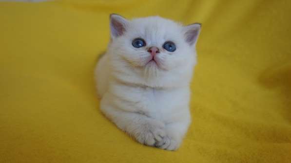 Золотая шиншилла-кошечка в Уфе фото 4