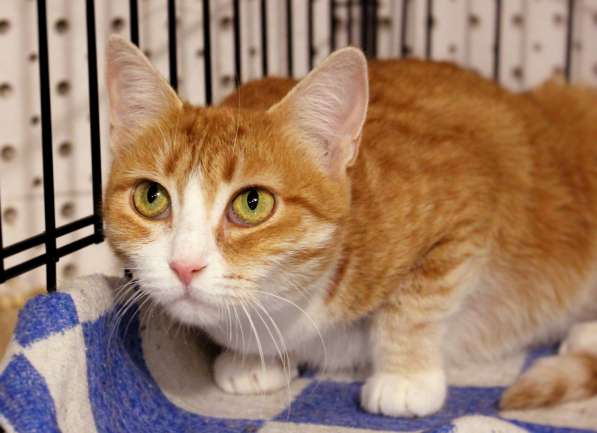 Ласковая Шелли ищет доброго друга в Москве