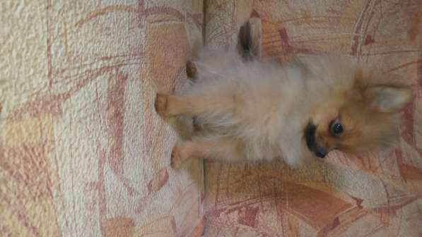 Щенок померанского шпица- микро - медвежонок в фото 16