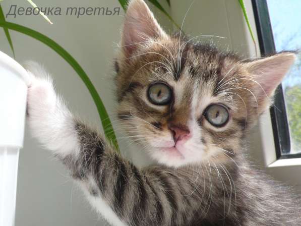 Котята Севастополь. Прекрасная девочка в добрые руки! в Севастополе фото 28