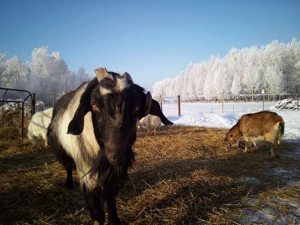 Продам козу, козье мясо в Жуковском фото 3