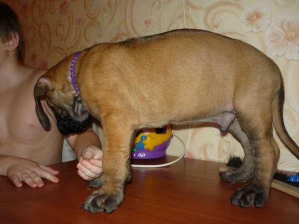 Палевые и тигровые щенки немецкого дога в Москве фото 6