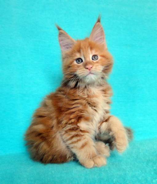 Апельсинки к Новому Году в Рязани фото 35