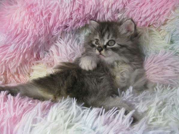 Котята!!! Открыты к резерву в фото 10