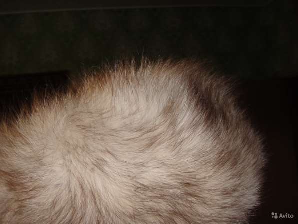 Песцовая шапка в Москве фото 3