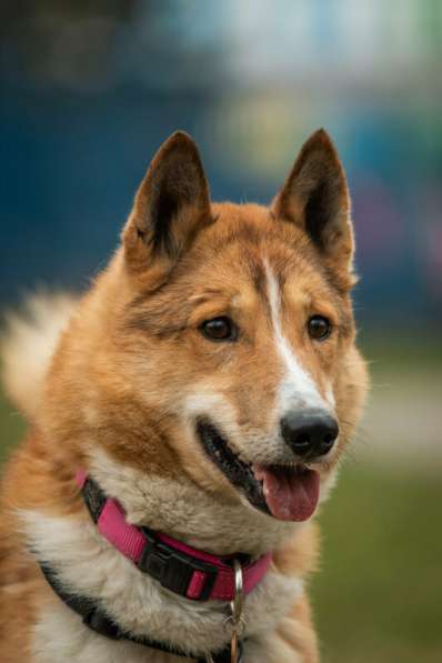 Мистер лучезарная улыбка Янтарь ищет дом в Москве фото 19