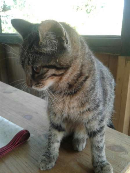 Котята ждут хозяев! в Москве фото 24