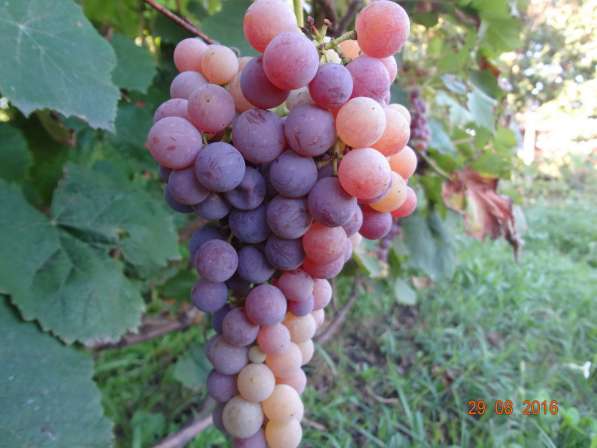 Черенки винограда столовых и винных сортов в Тамбове фото 8