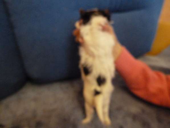 Бивер йоркширский терьер в Балаково фото 18