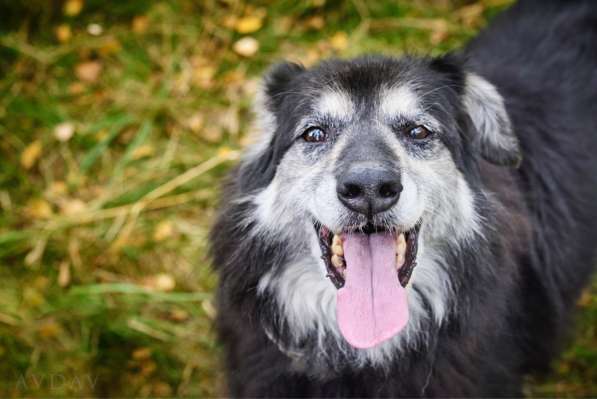 Пушистая весёлая Дакота ищет семью в Москве фото 19