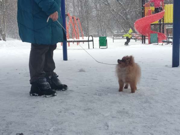 Тэо Пом в Москве фото 5