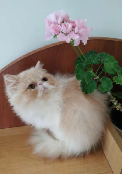 Персидский котенок, кошечка